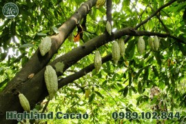 TÁC DỤNG CỦA CACAO ĐỐI VỚI SỨC KHỎE